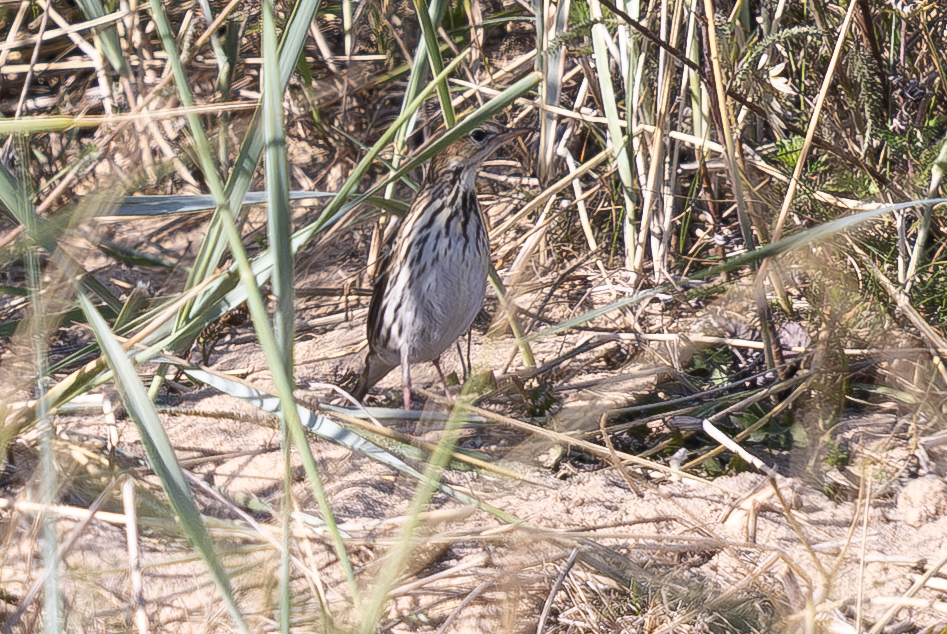 Pechora Pipit