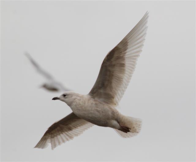 Iceland Gull