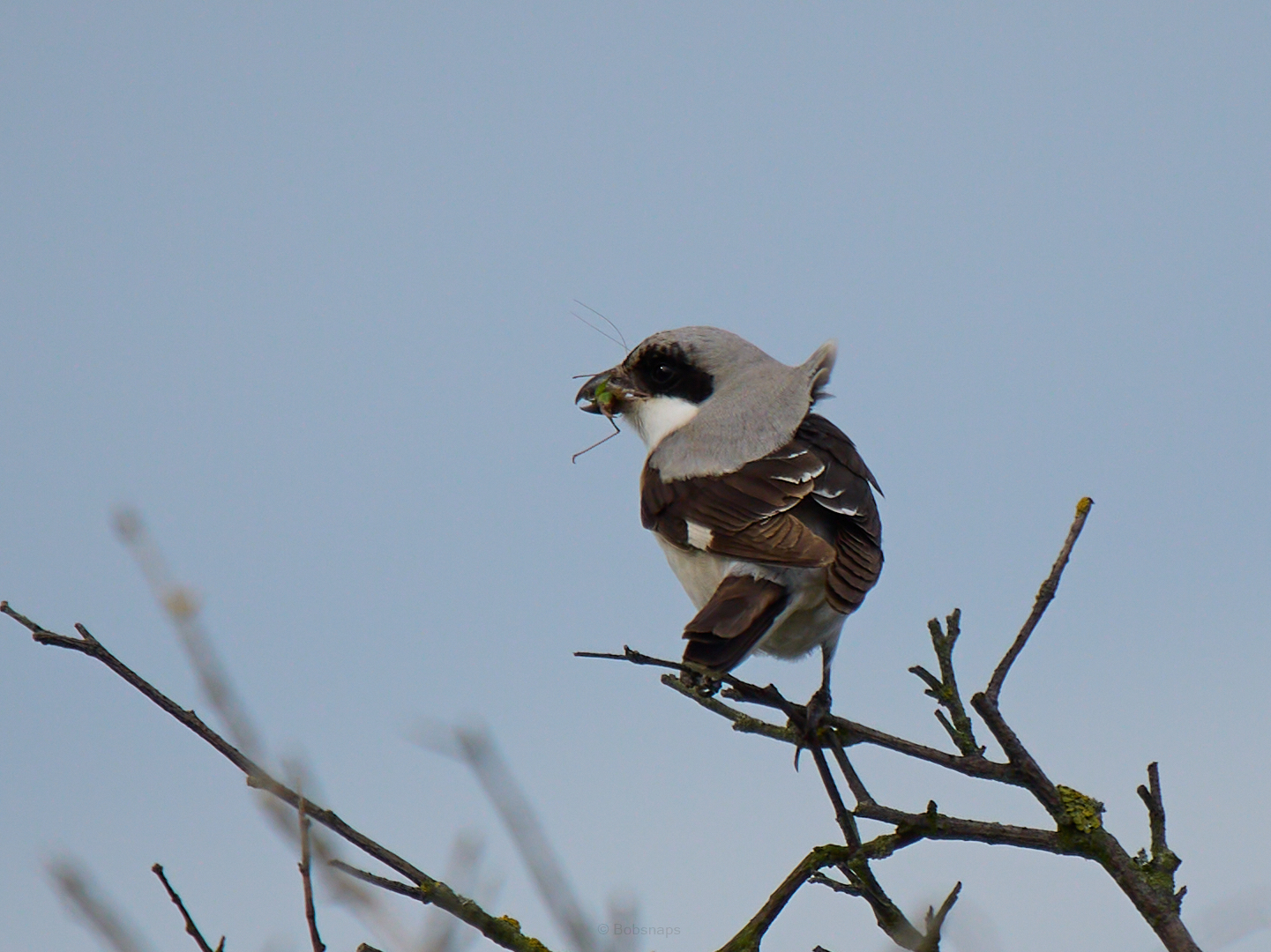 Lesser Grey Shrike