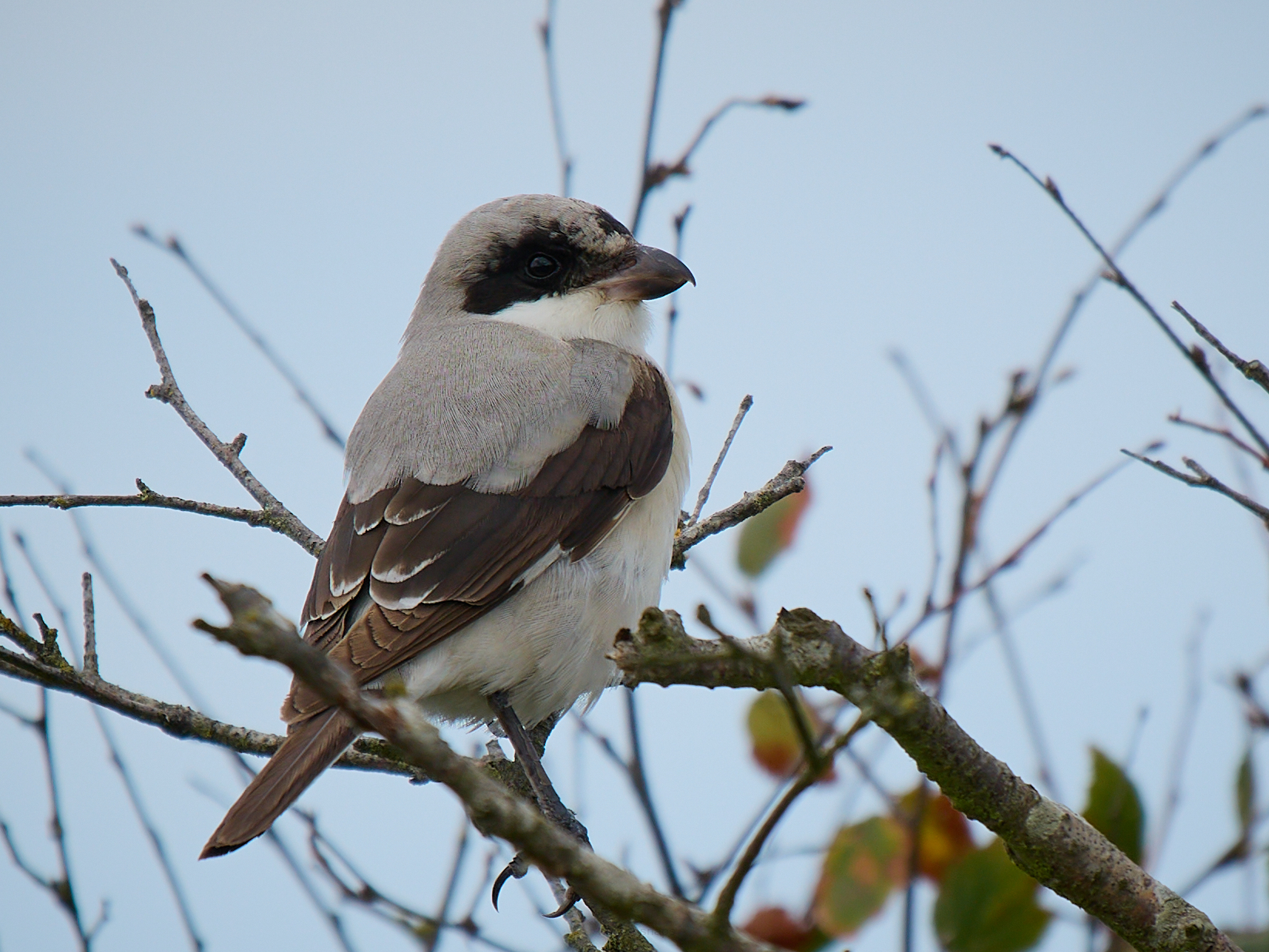 Lesser Grey Shrike