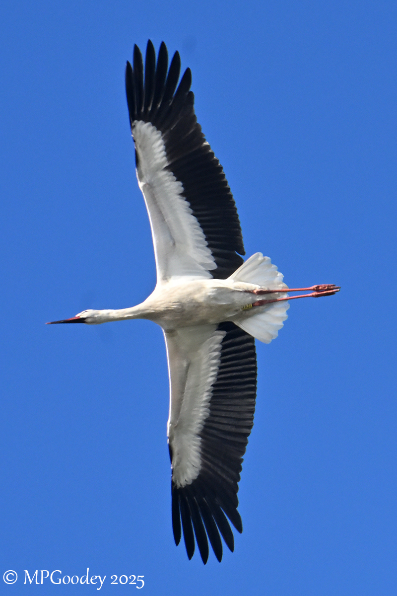 white stork