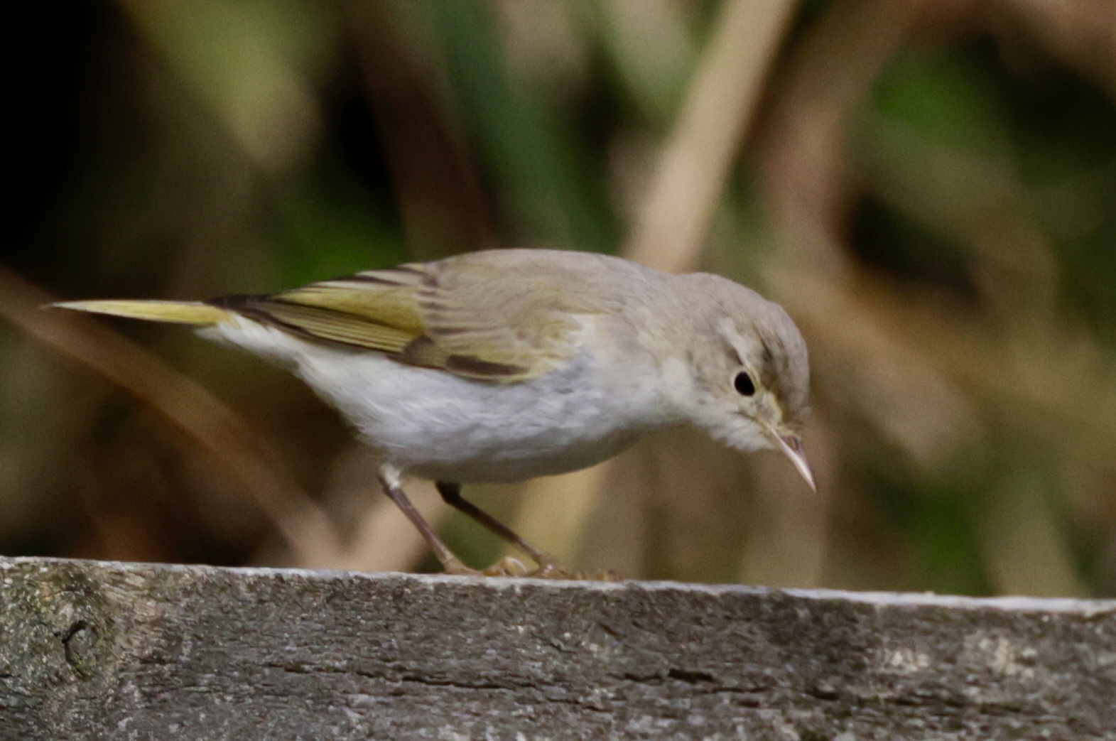 Eastern Bonelli's Warbler