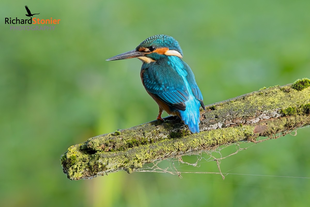 Kingfisher
