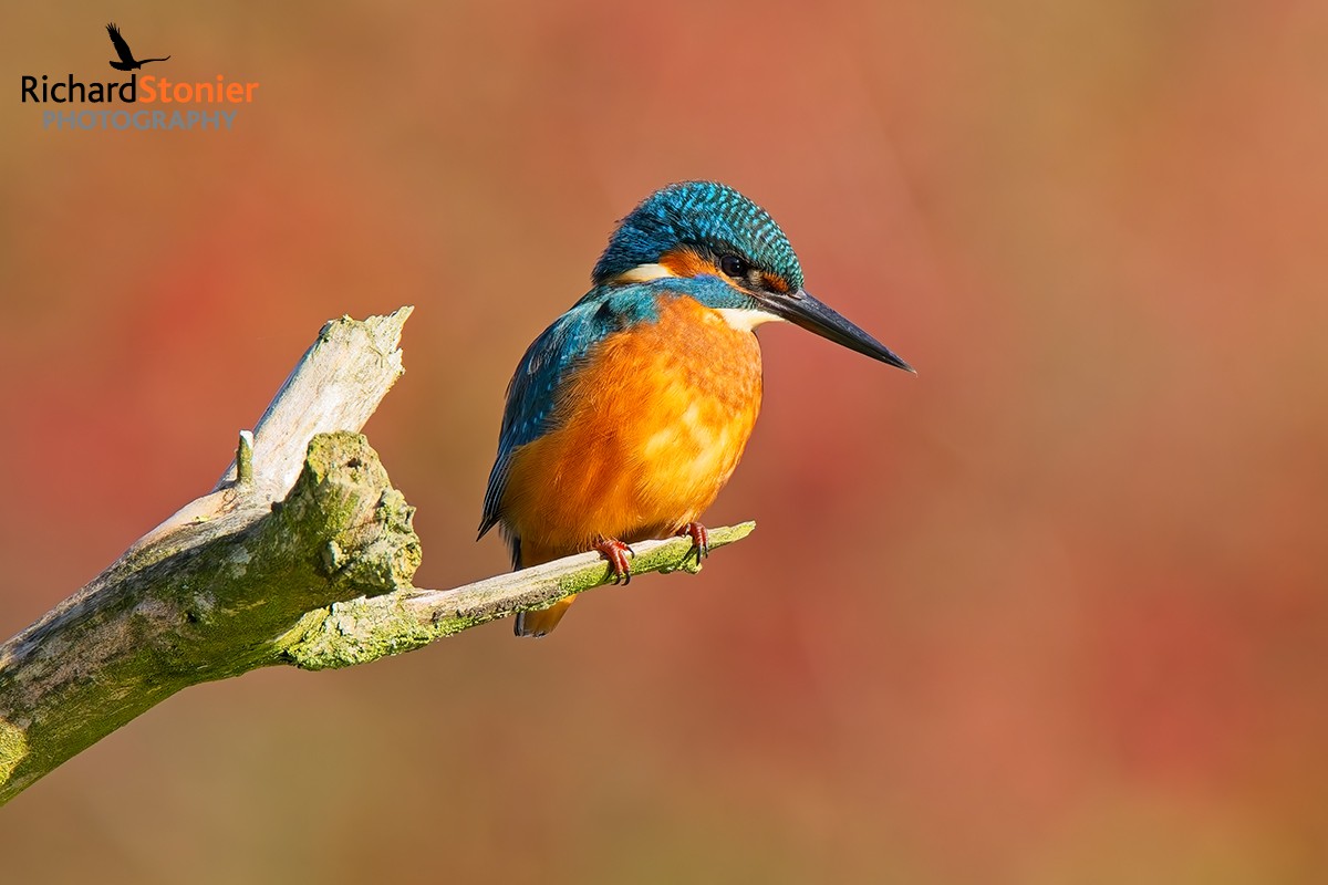 Kingfisher