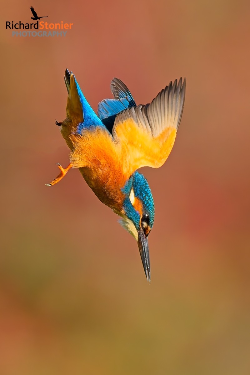 Kingfisher