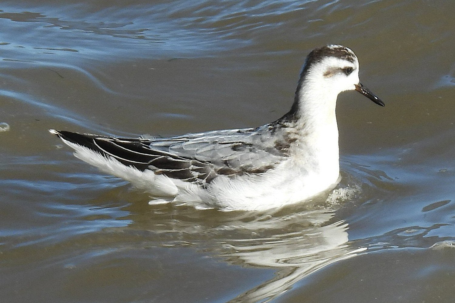 Grey Phalarope