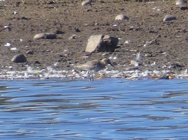Dunlin