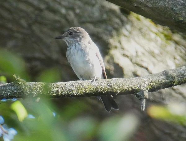Spotted Flycatcher