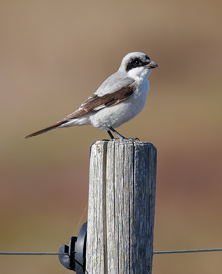 Lesser Grey Shrike