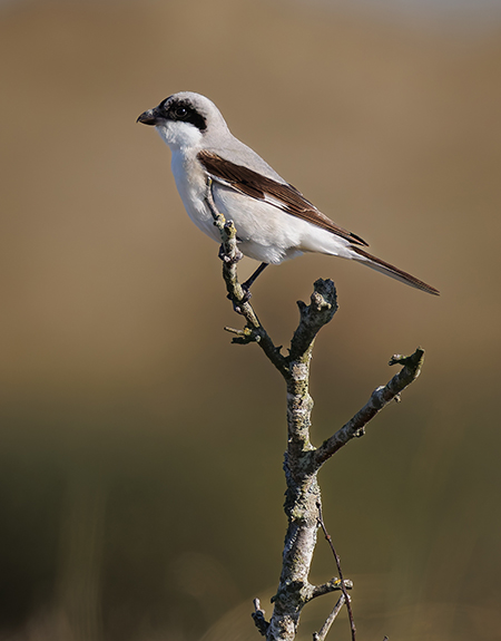 Lesser Grey Shrike