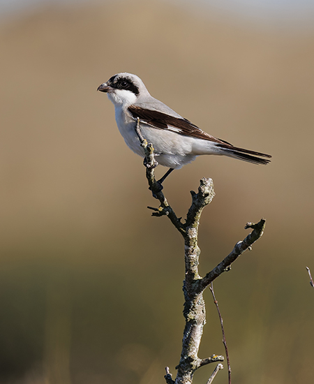 Lesser Grey Shrike