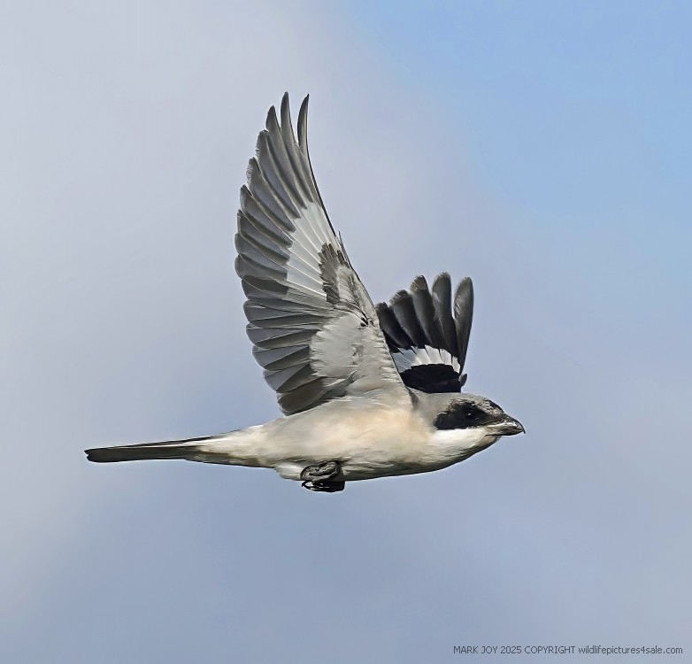 Lesser Grey Shrike