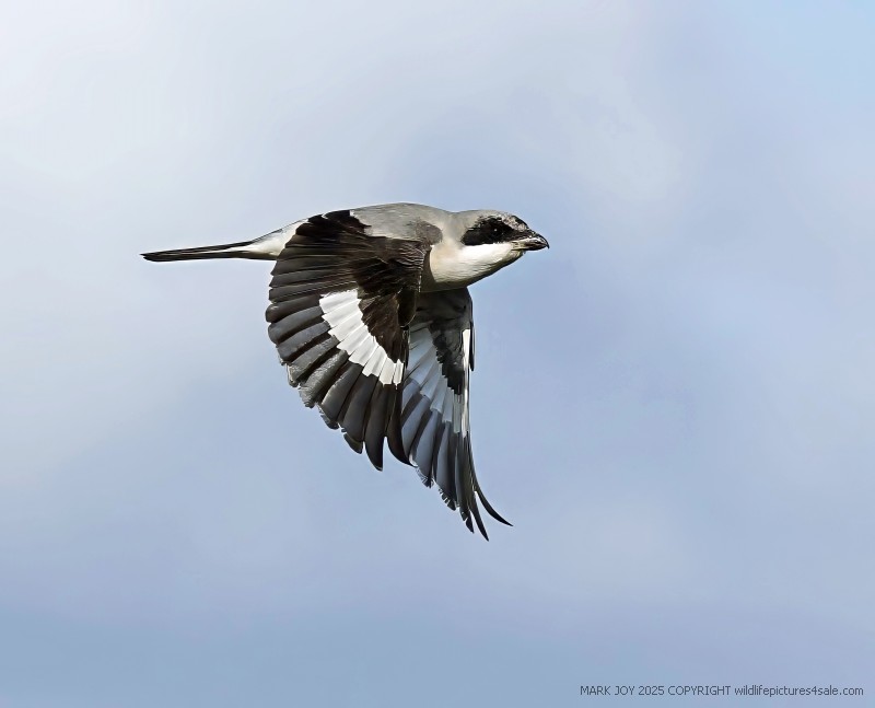 Lesser Grey Shrike