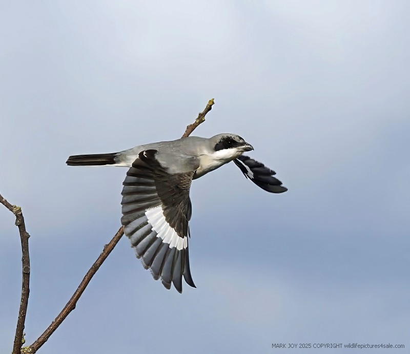 Lesser Grey Shrike