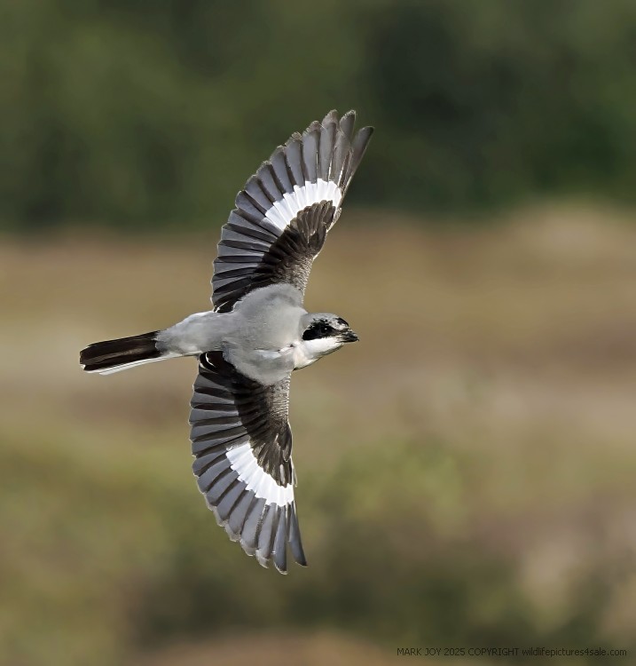 Lesser Grey Shrike
