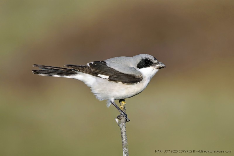 Lesser Grey Shrike