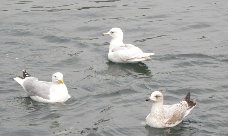 Iceland Gull