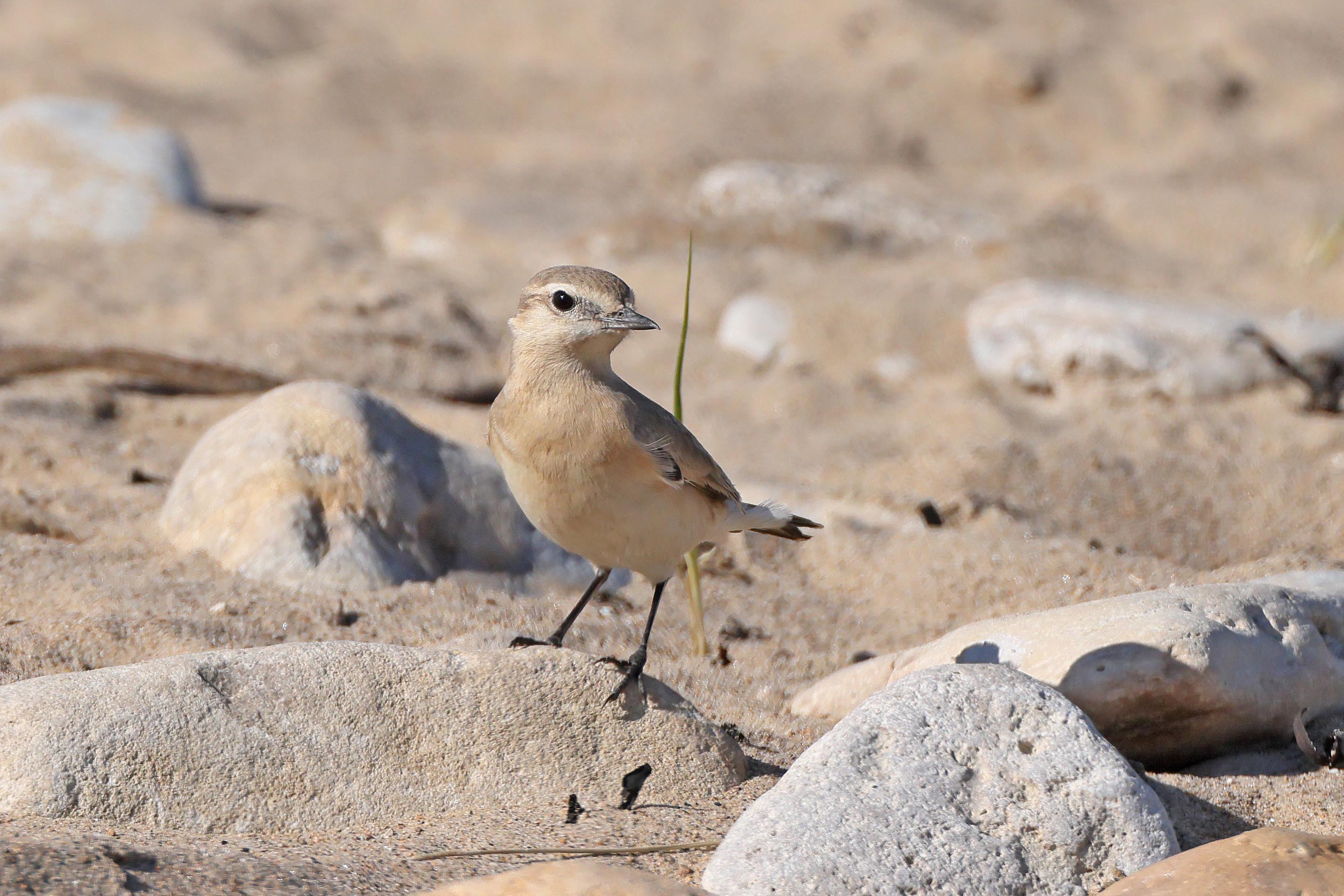 Isabelline Wheatear