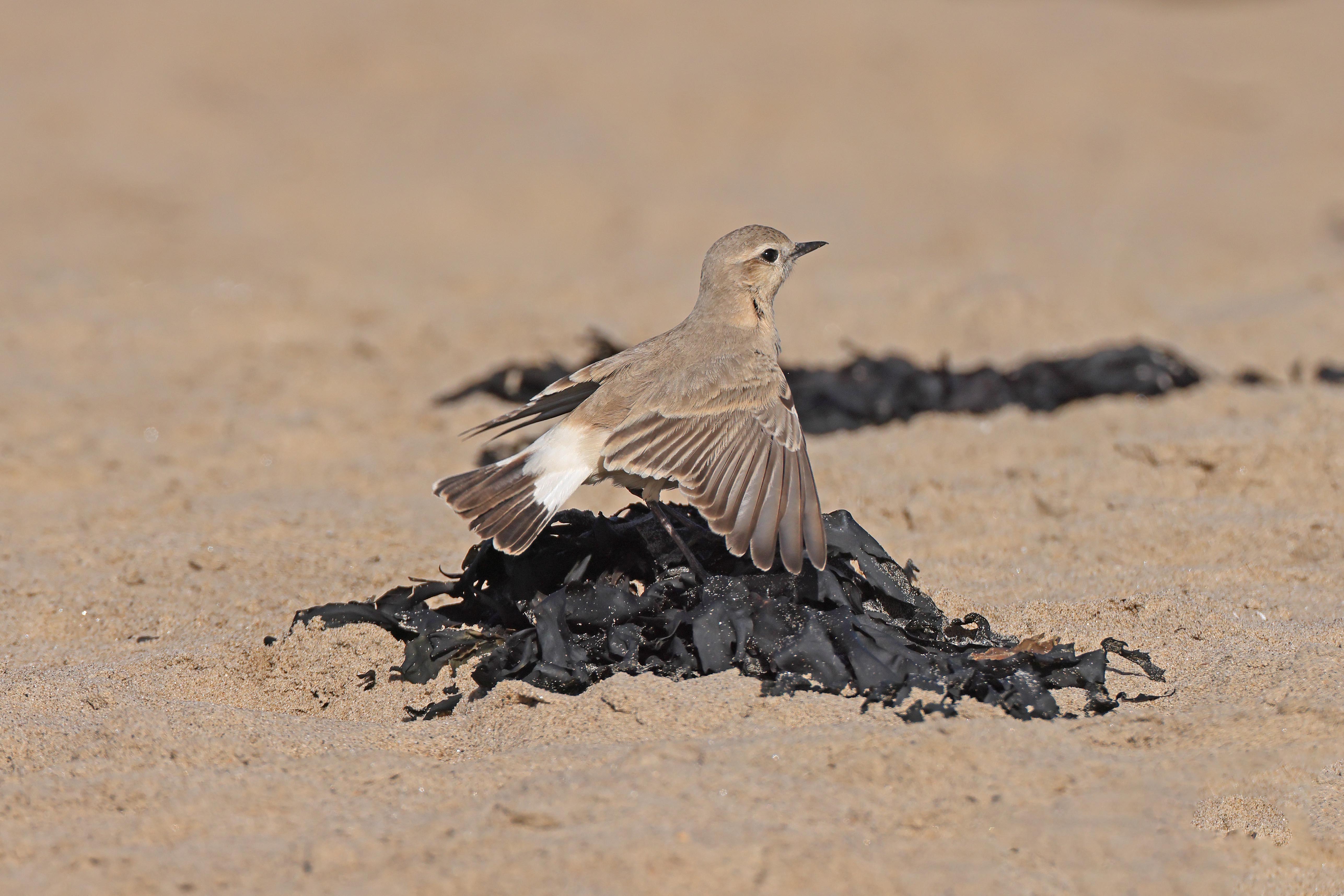 Isabelline Wheatear