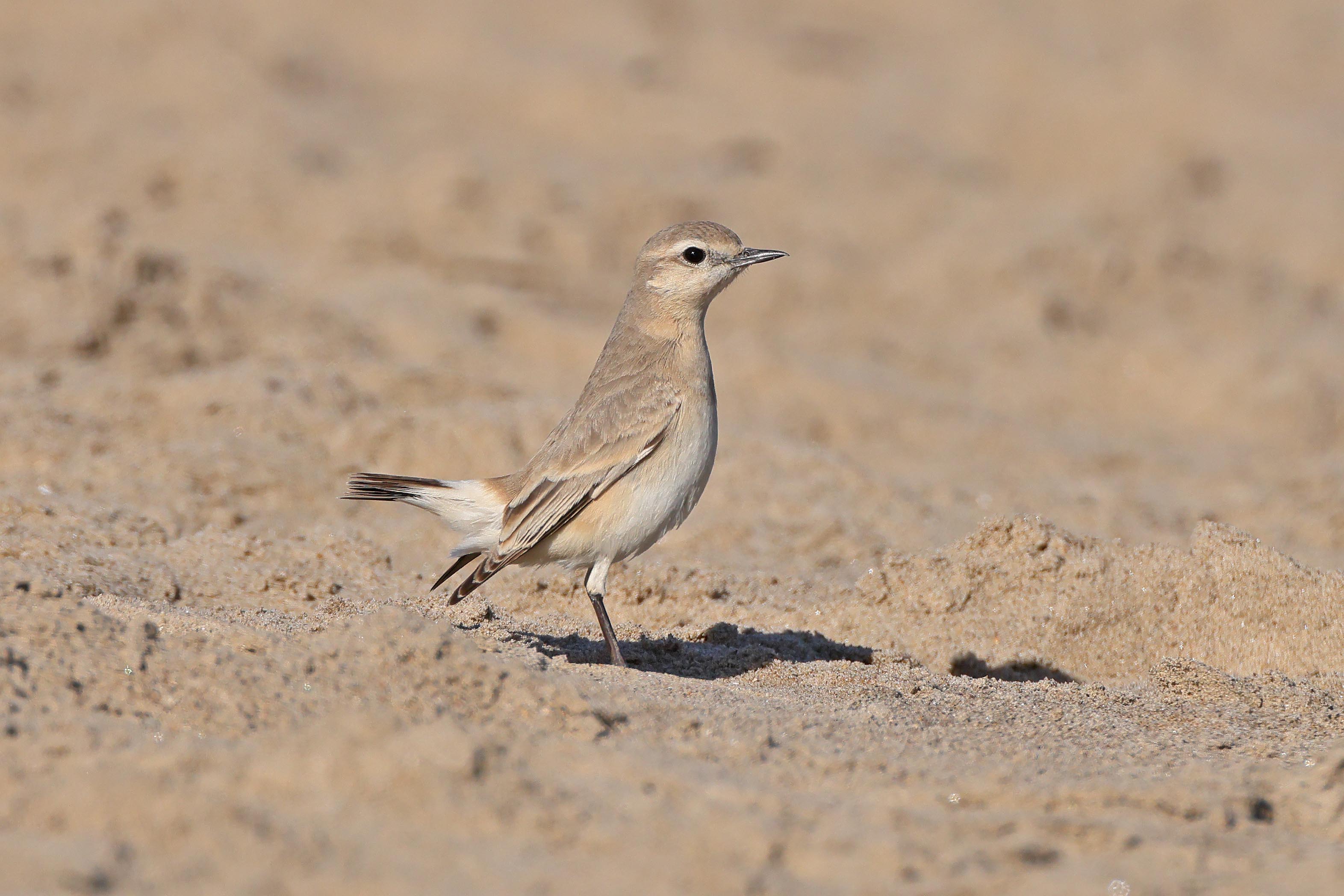 Isabelline Wheatear