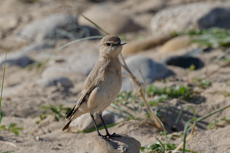 Isabelline Wheatear