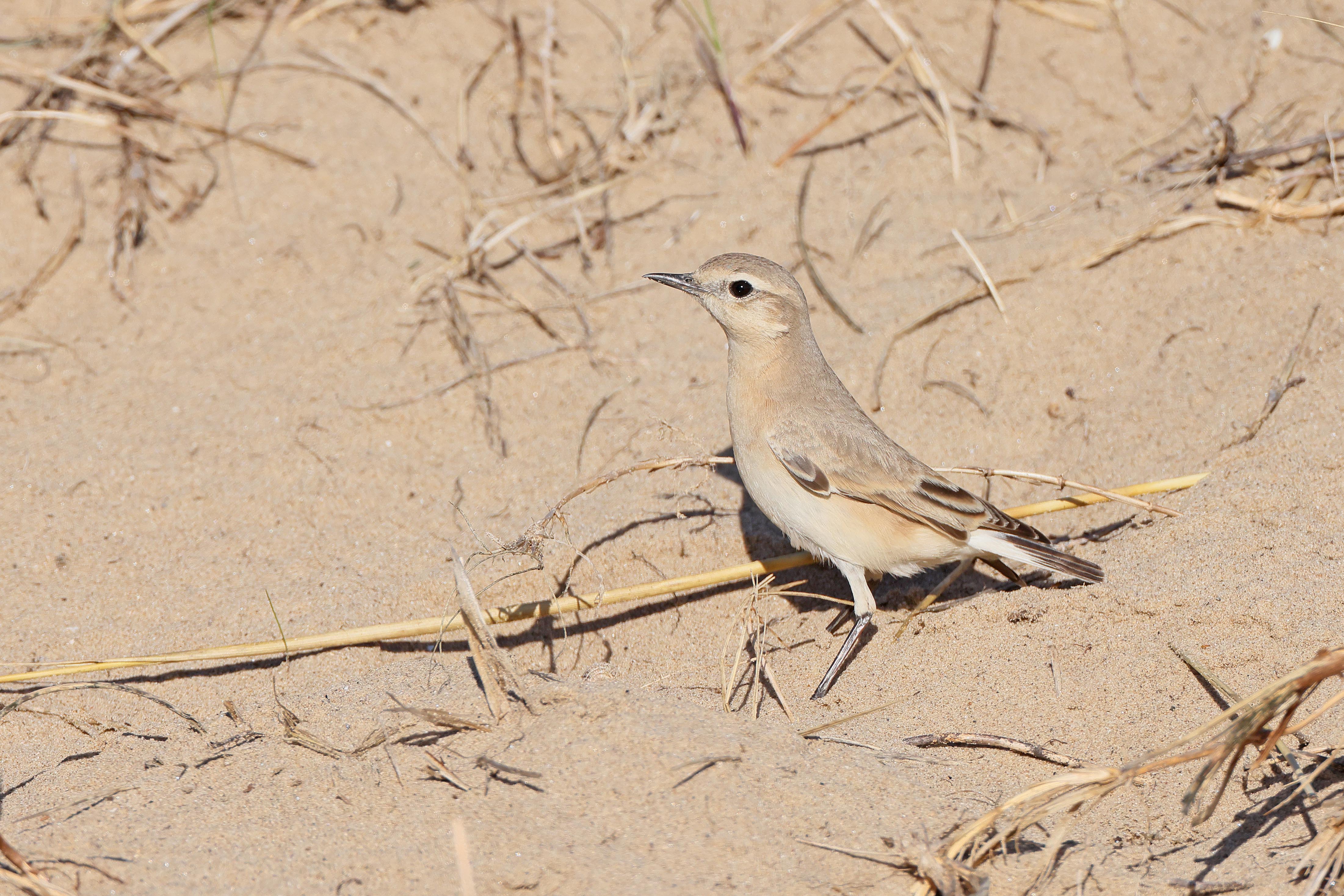 Isabelline Wheatear
