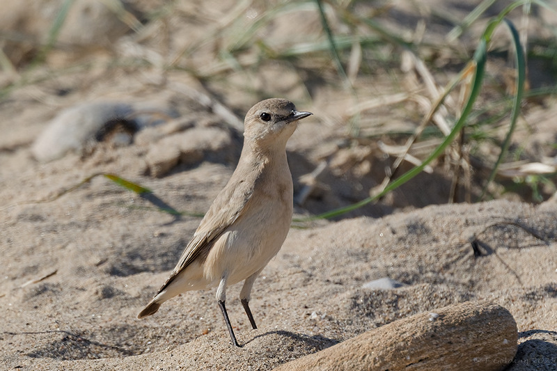 Isabelline Wheatear
