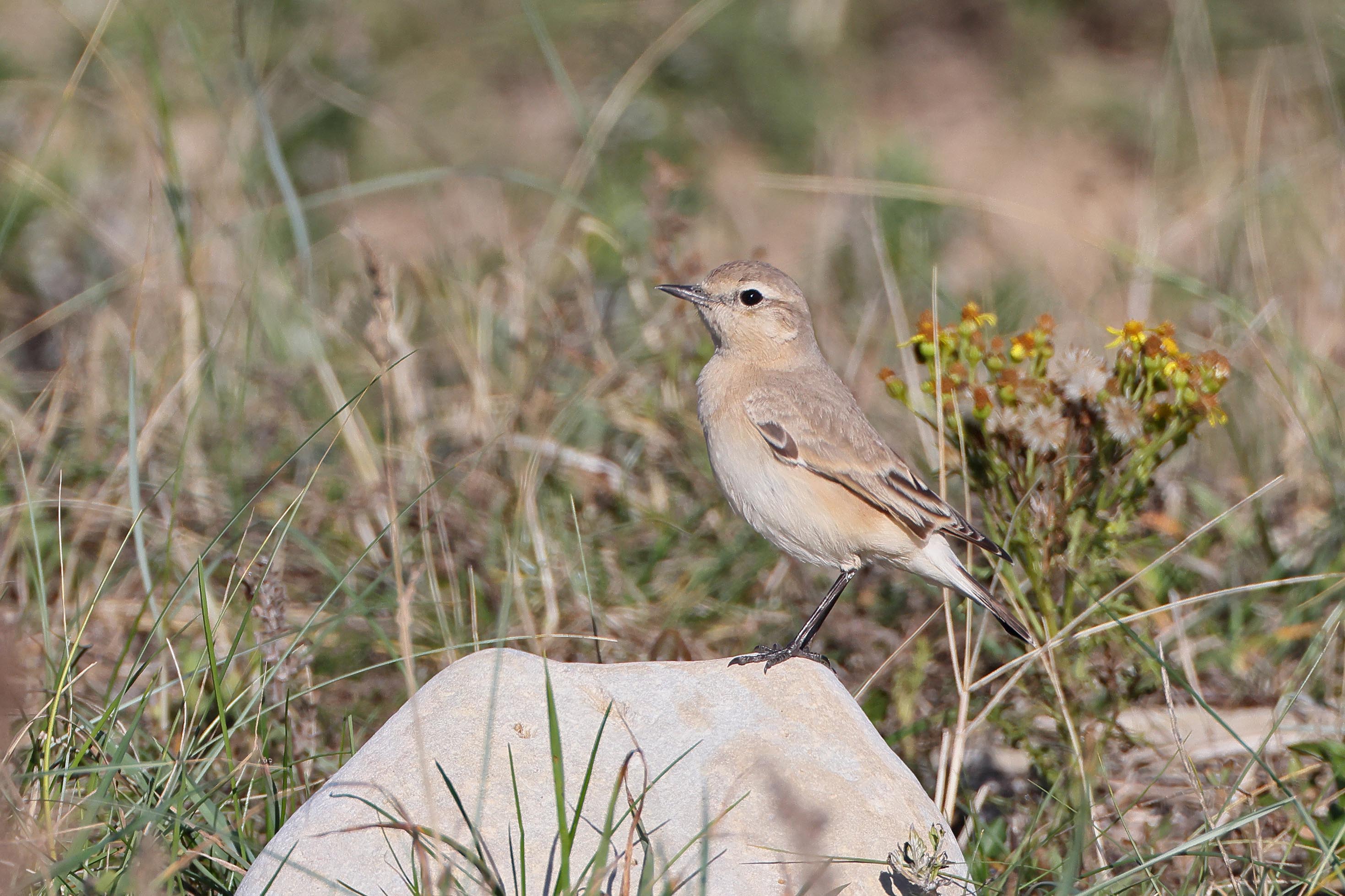Isabelline Wheatear