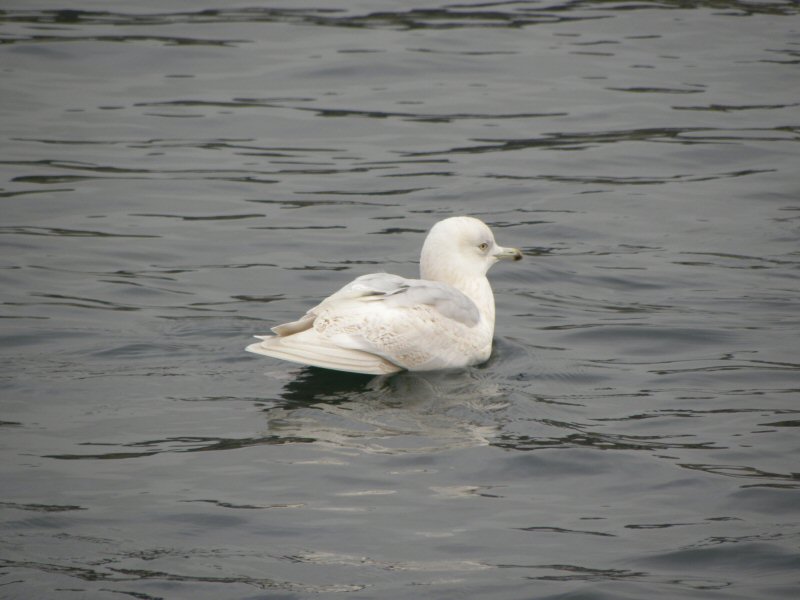 Iceland Gull