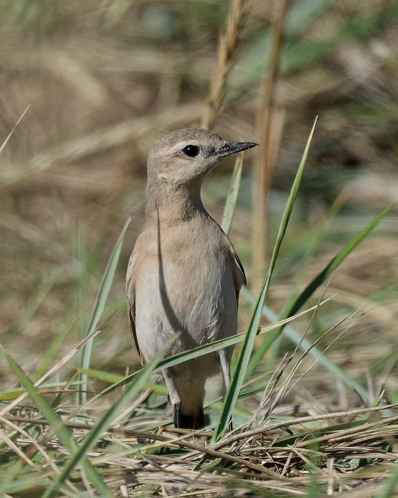 Isabelline Wheatear
