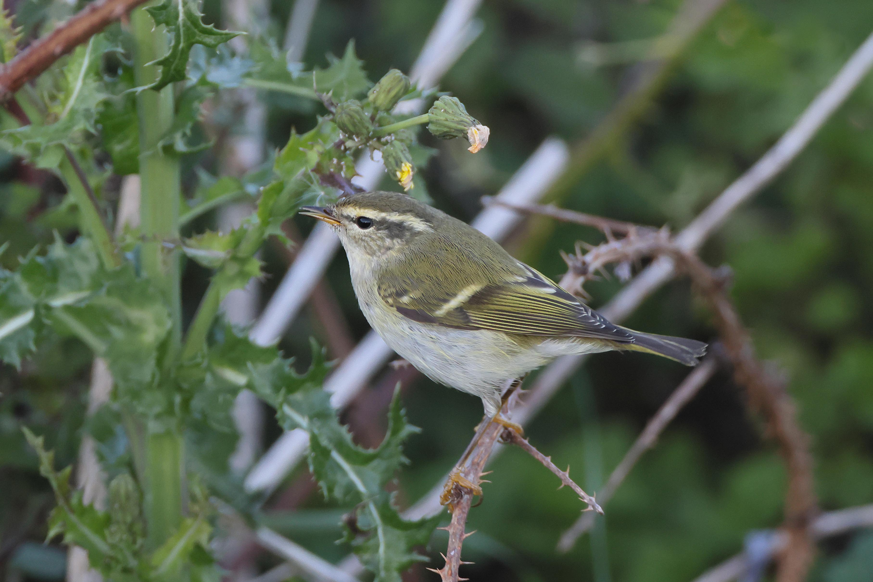 Yellow-browed Warbler