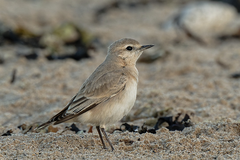 Isabelline Wheatear