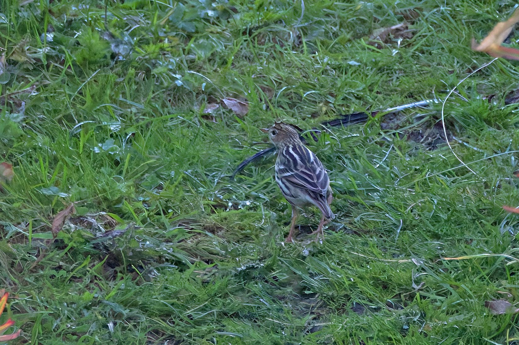 Pechora Pipit