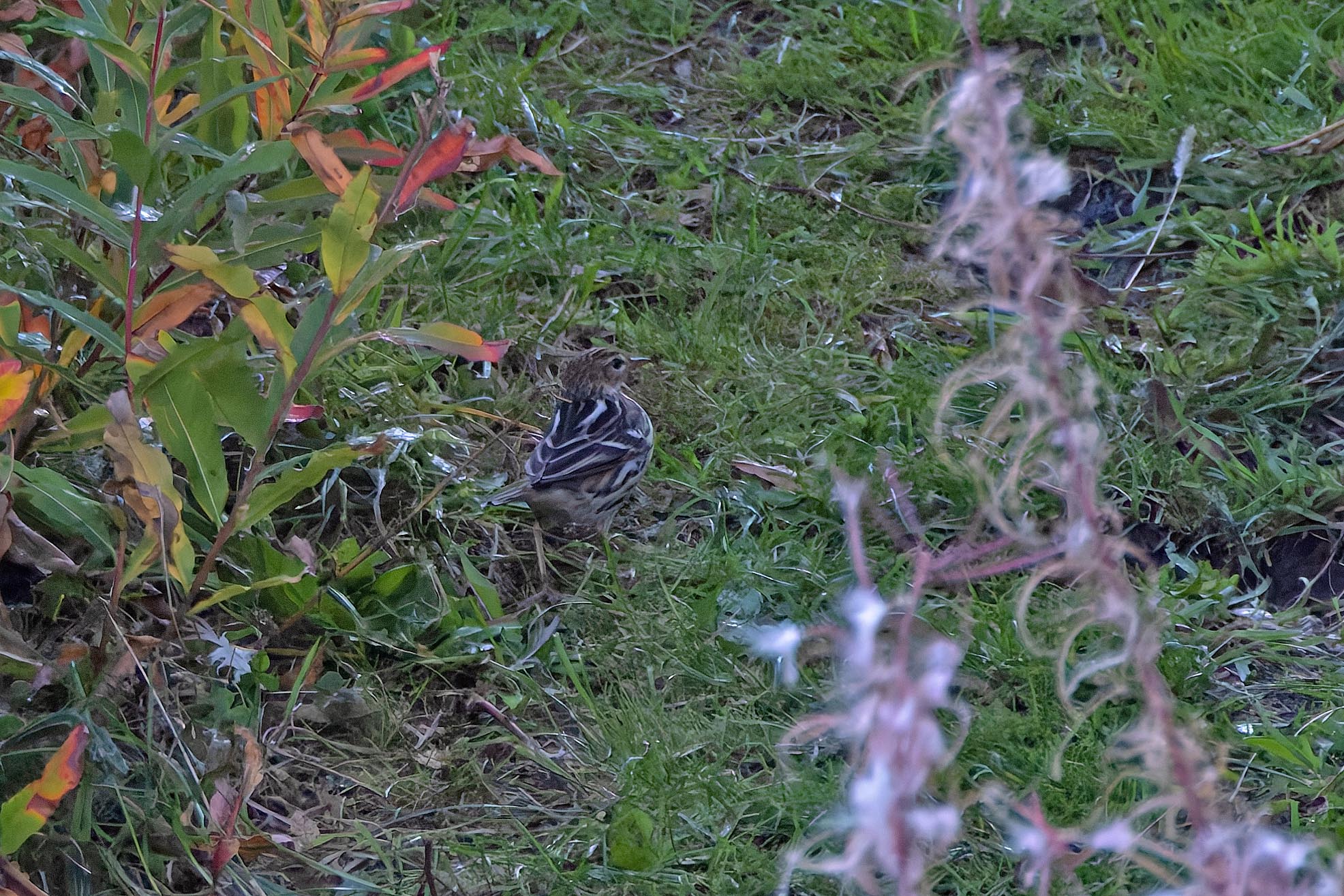 Pechora Pipit