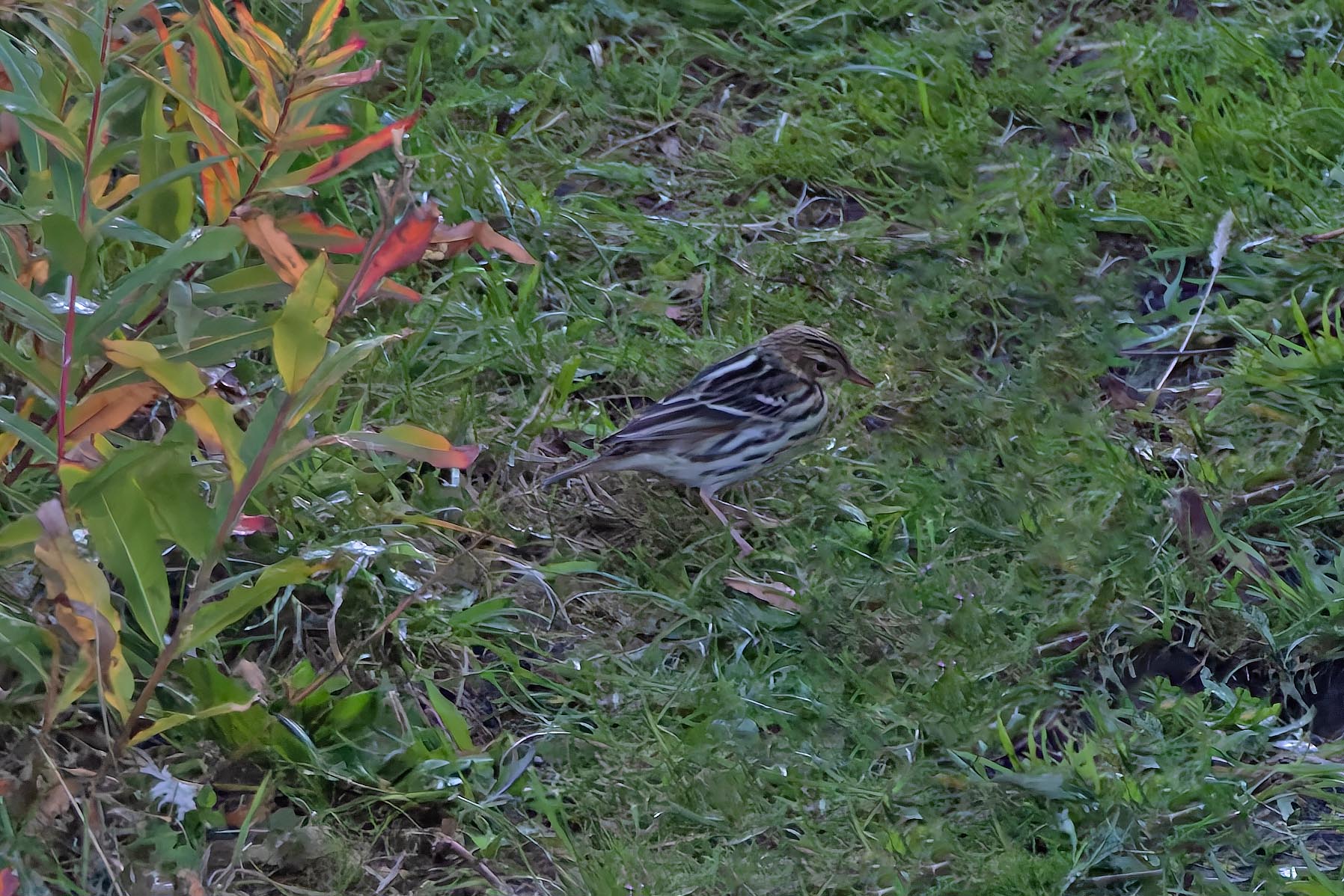 Pechora Pipit