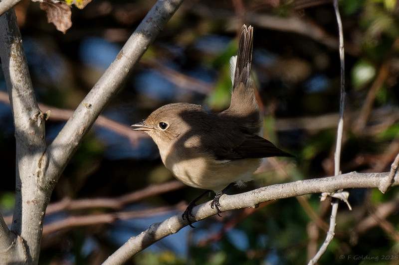 Red-breasted Flycatcher