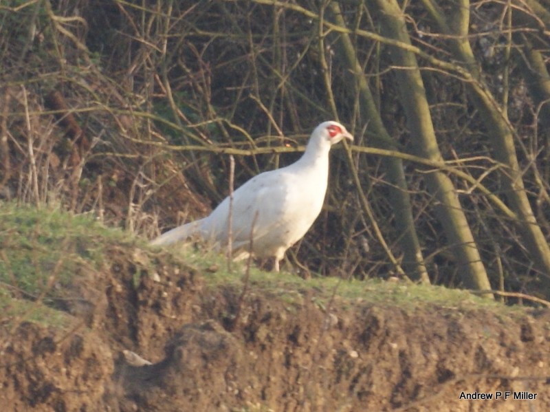 Pheasant 