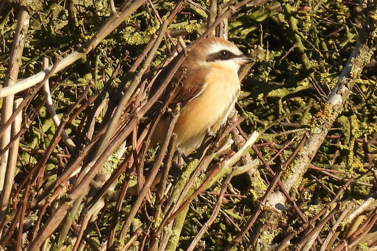 Northern Brown Shrike