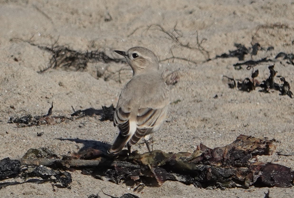 Isabelline Wheatear