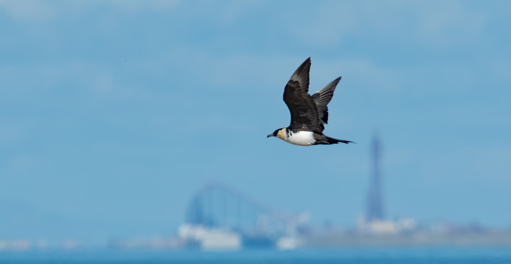 Pomarine Skua