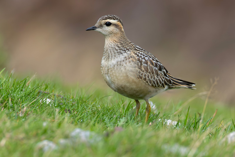 Dotterel
