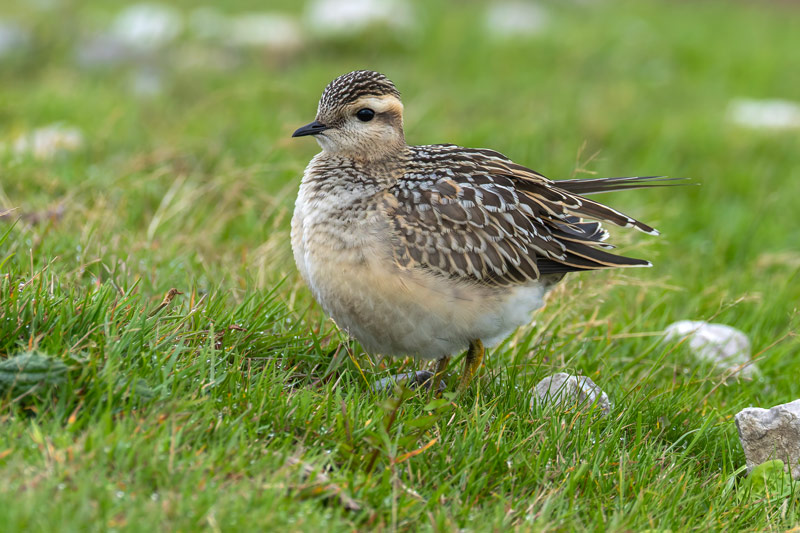 Dotterel
