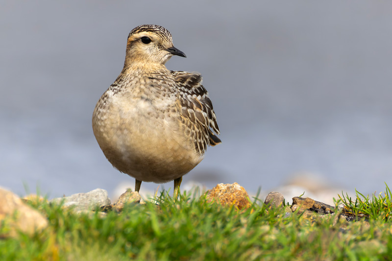 Dotterel