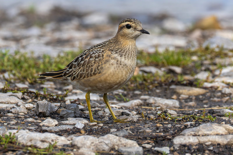 Dotterel