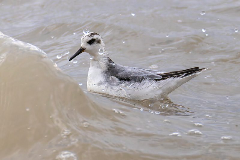 Grey Phalarope