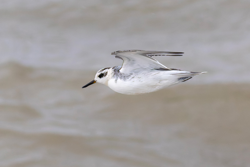 Grey Phalarope