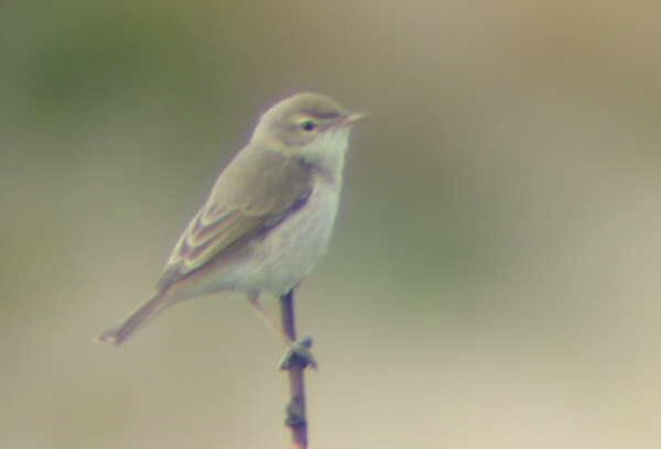 Booted Warbler