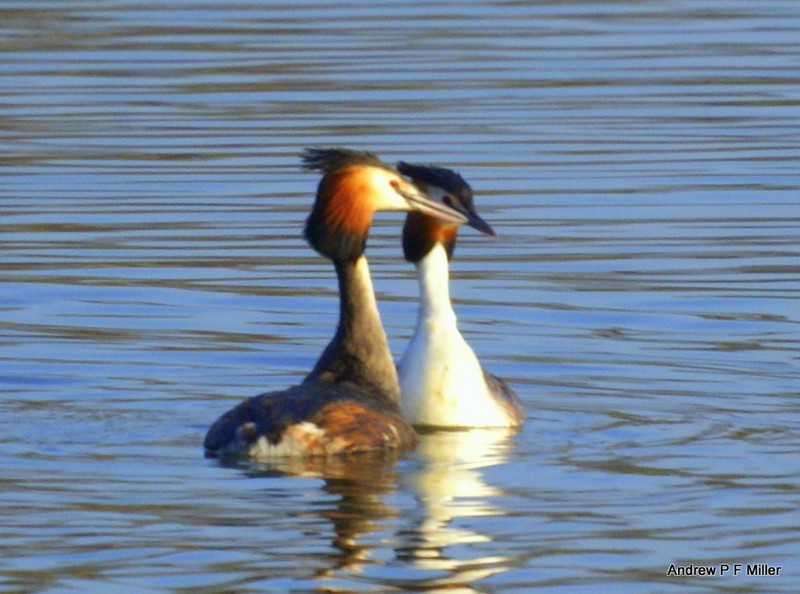 Great Crested Grebe