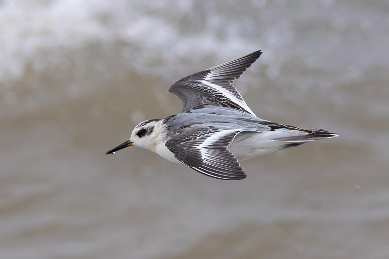 Grey Phalarope