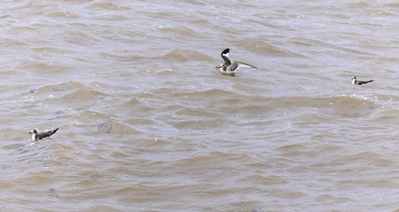 Sabine's Gull